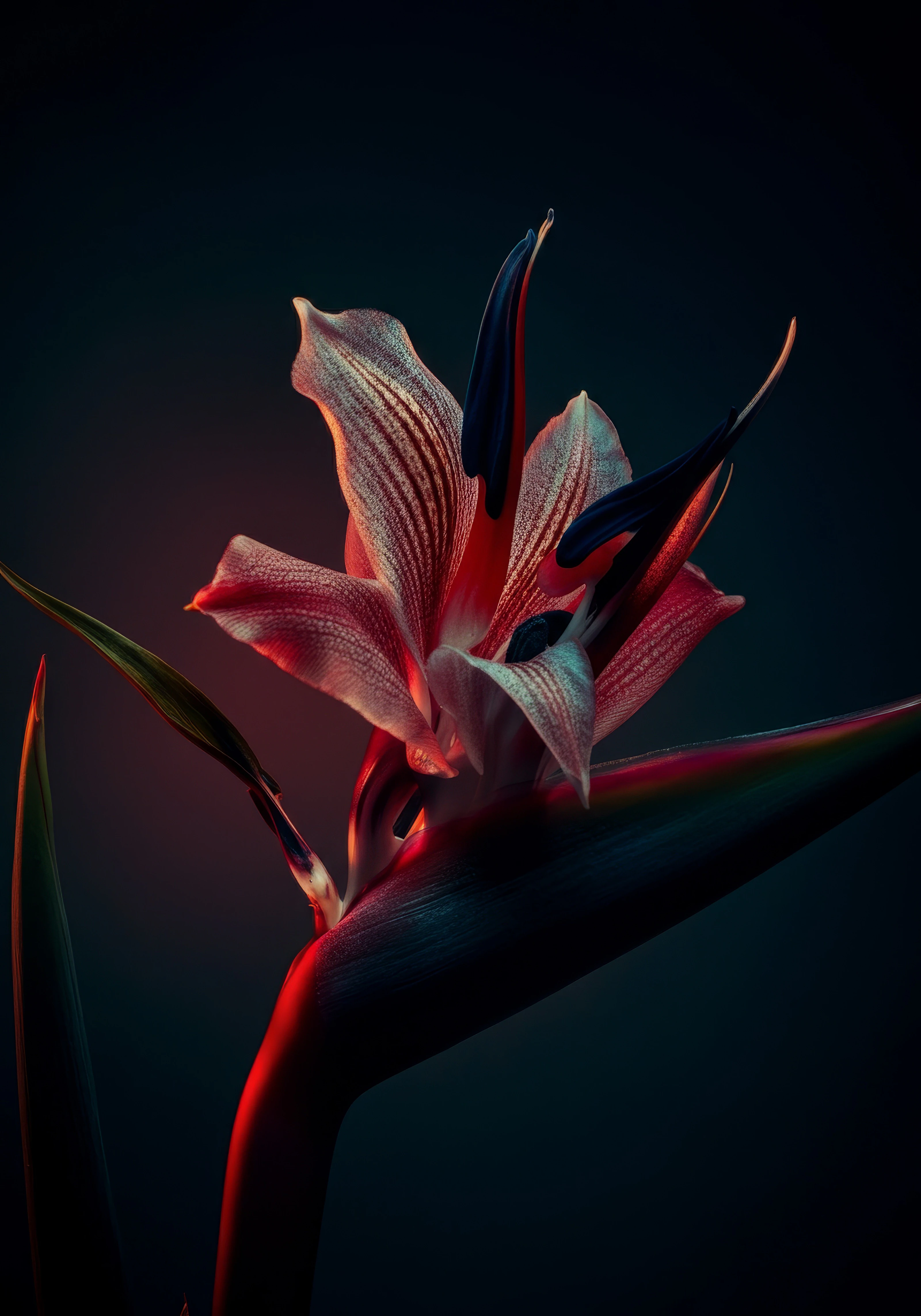 FLORA