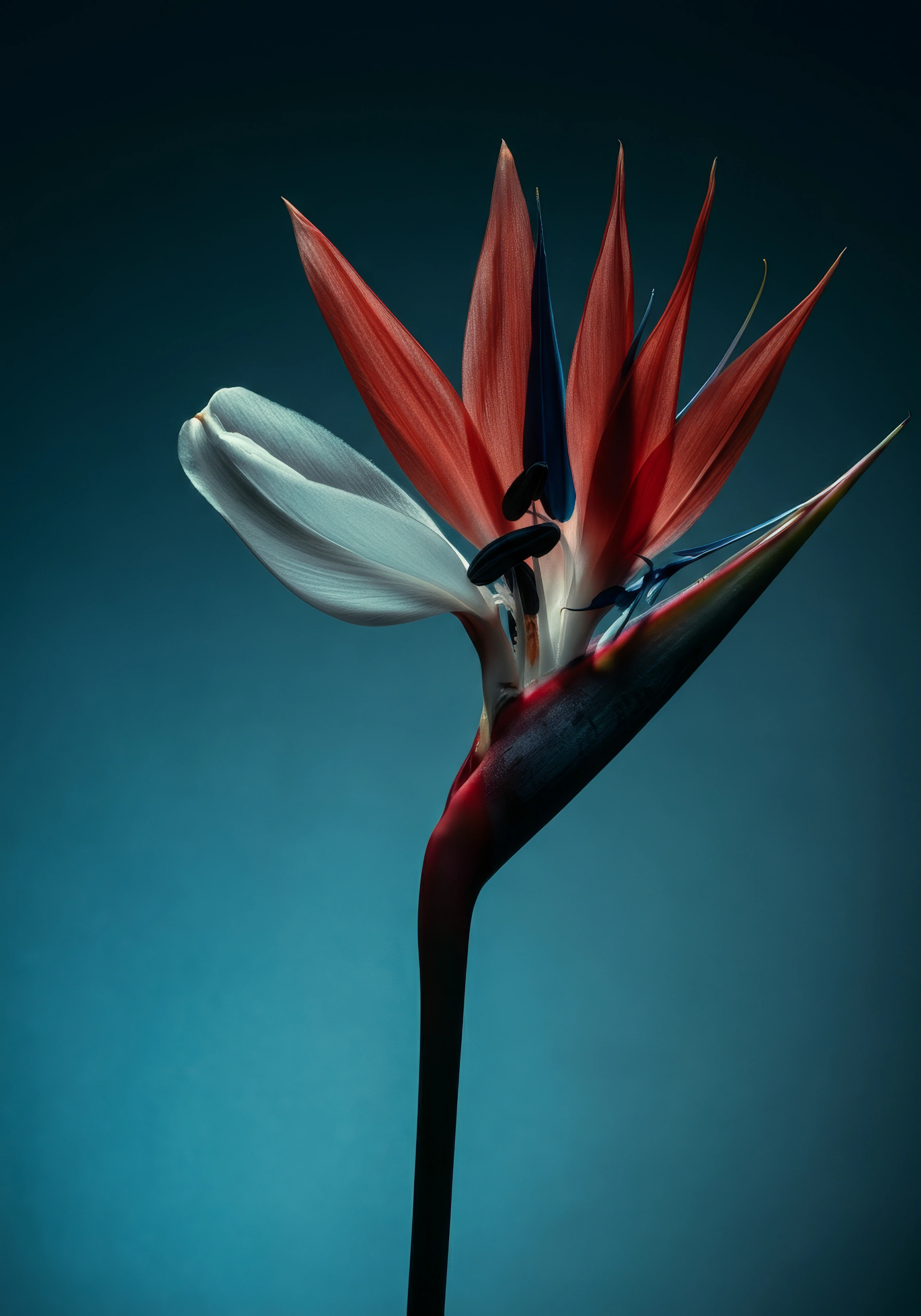 FLORA